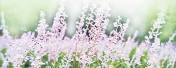 17c嫩草园艺园林培育-四季常绿易养护